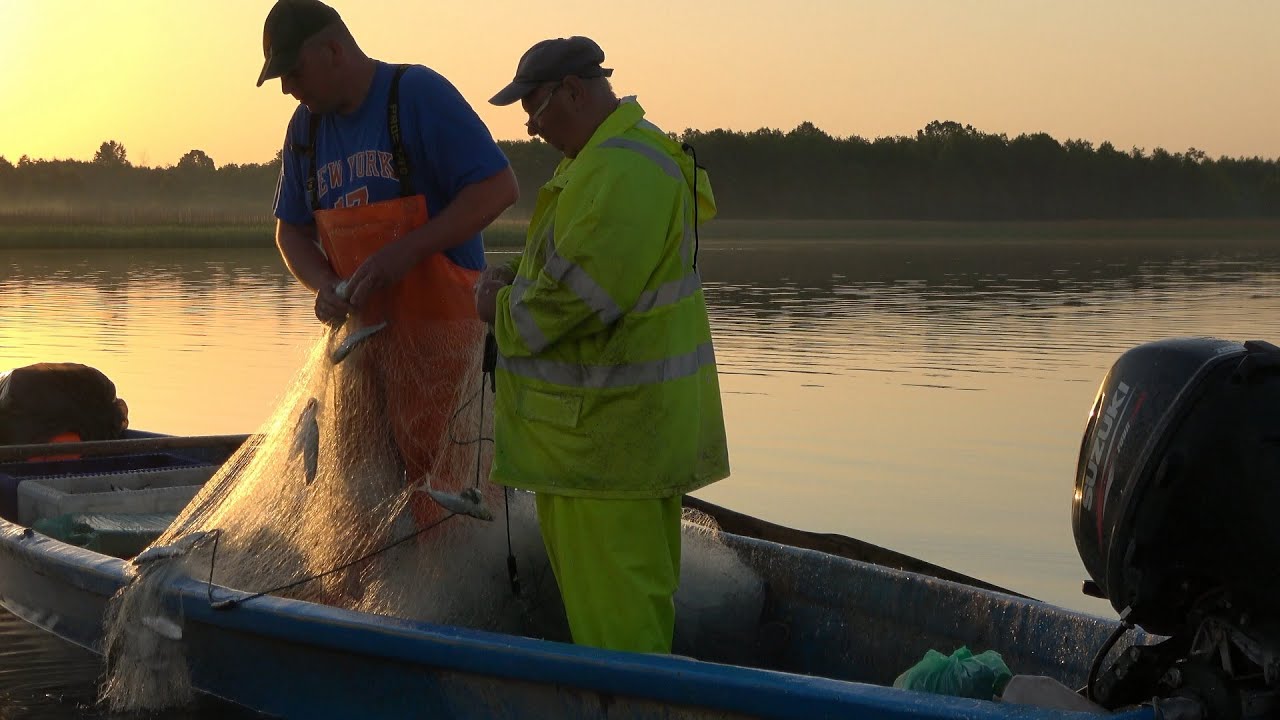 ODŁÓW REGULACYJNY SIELAWY NA JEZIORZE WIGRY  -  CZERWIEC 2020
