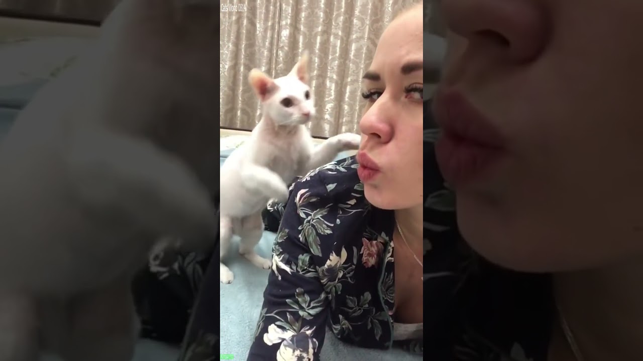 Funniest Cat 😅 #cat 🐈‍⬛ # Part 1955