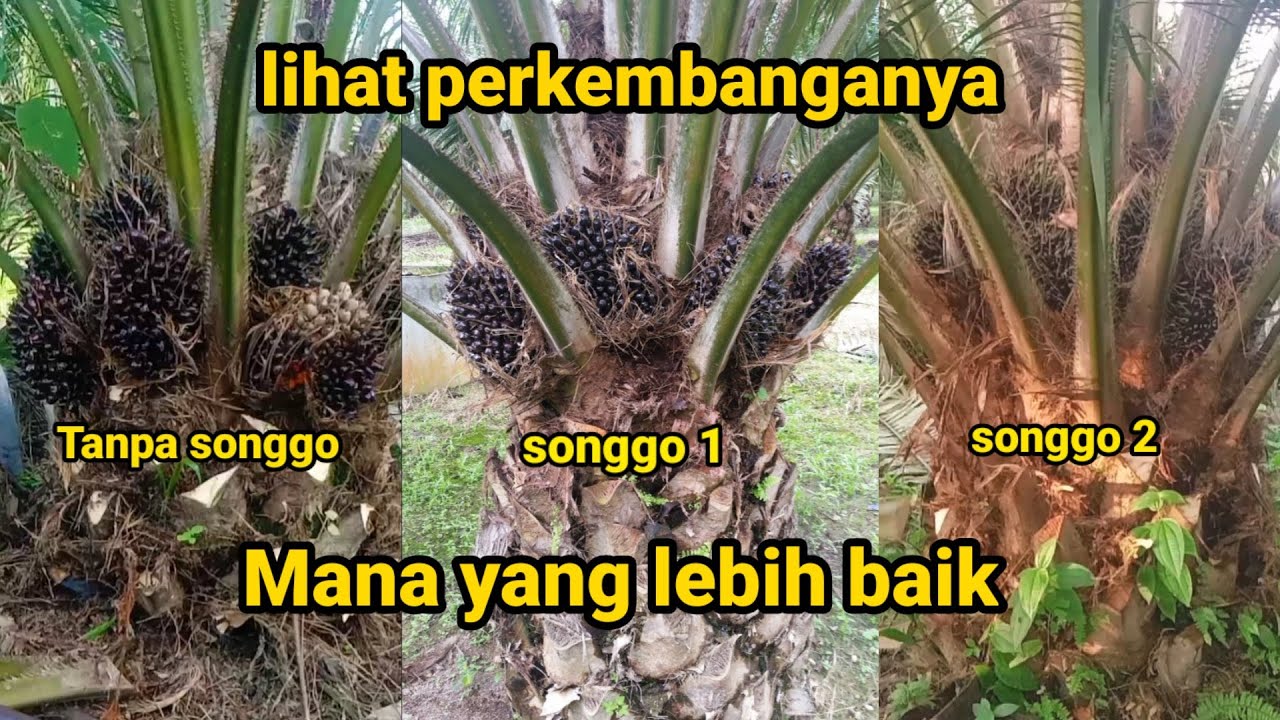 PERBANDINGAN SAWIT SONGGO 1,SONGGO 2 DAN TANPA SONGGO.|| Lihat perkembangannya ||