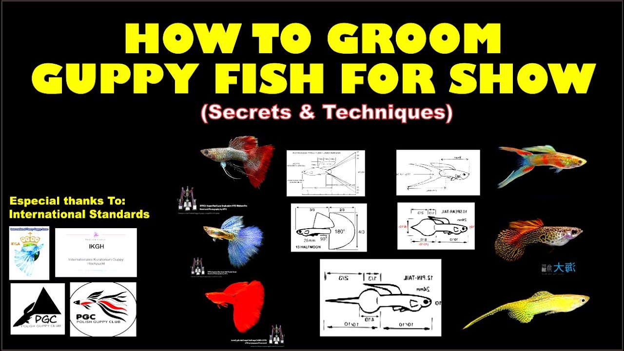 Guppy-Fischpflege f&uuml;r die Show! So pflegen Sie Guppy-Fische!