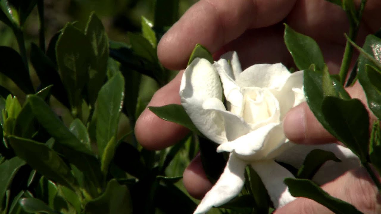 Don't prune gardenias until late May, early June