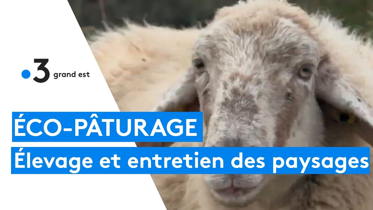 &Eacute;co-p&acirc;turage : &eacute;levage et entretien des paysages