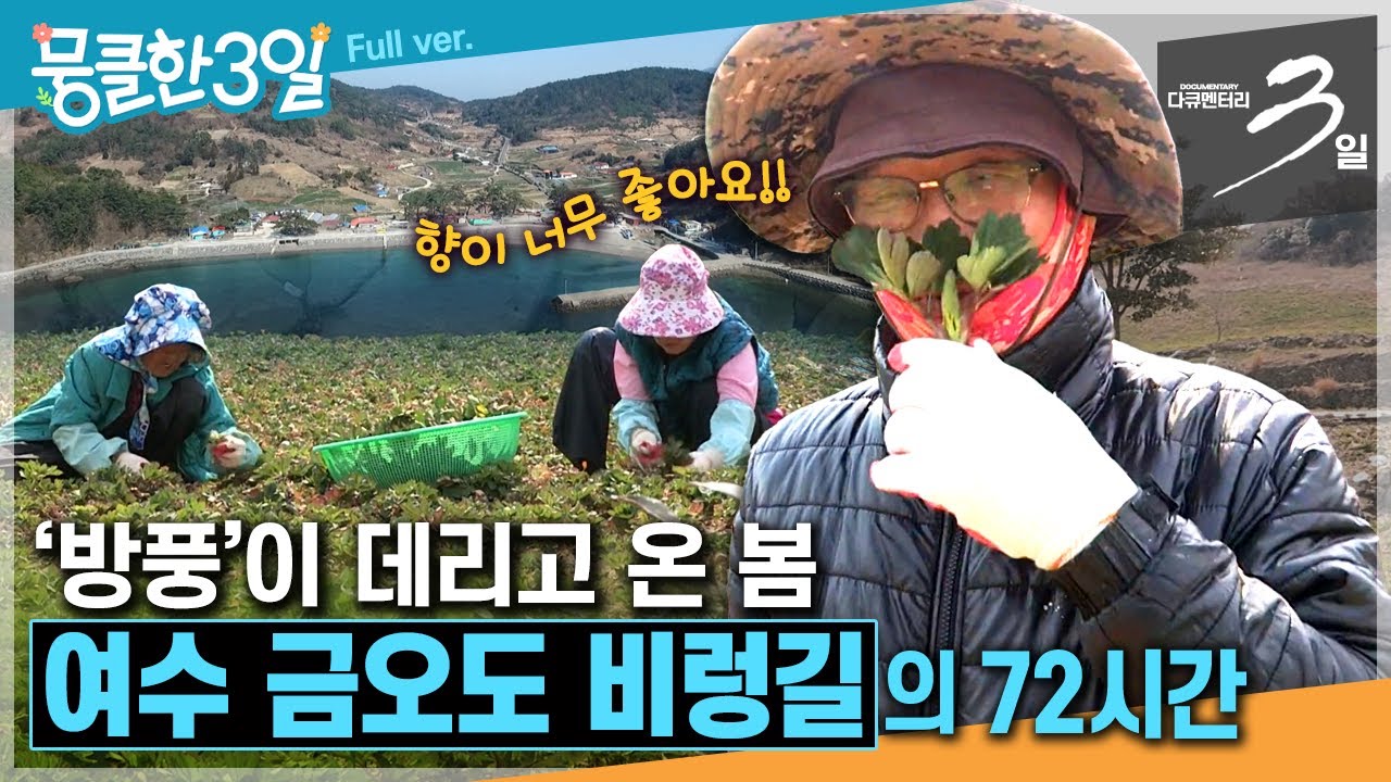 [다큐3일★] '비렁길' 코스와 '방풍나물'의 섬🏝️길게 뻗은 동백나무 숲길도 빼놓으면 섭섭한 봄맞이 풍경🌸 ‘여수 금오도 비렁길'의 72시간 | KBS 140330 방송