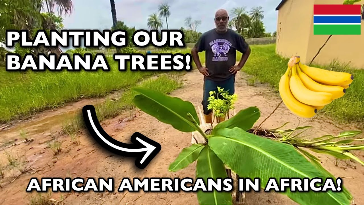 Planting bananas in our home garden