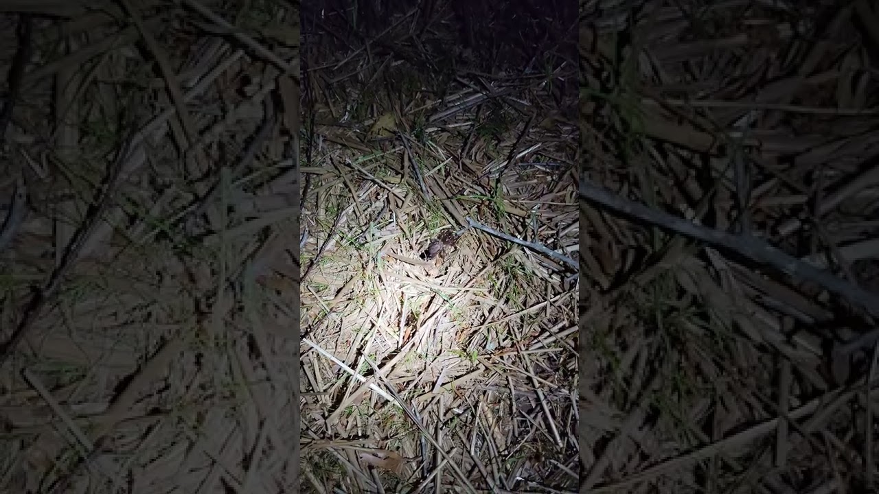 Tennessee Trapdoor Spider In My Backyard At Night!