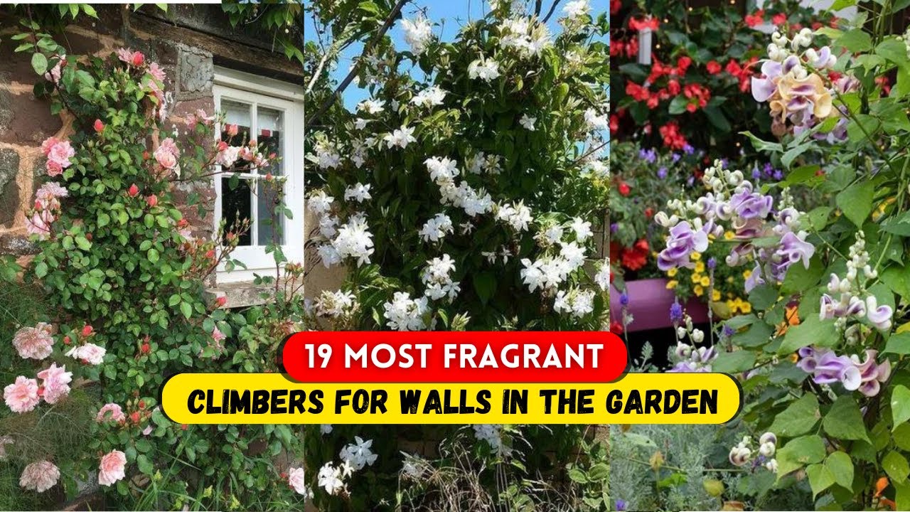 19 Most Fragrant Climbers for Walls in the Garden | Most Scented Vines/Creepers