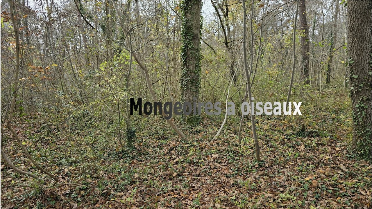 Mongeoires à oiseaux
