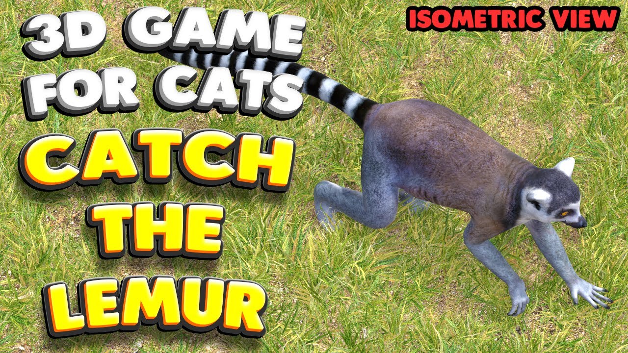 3D game for cats | Catch the LEMUR (isometric view) | 4K, 60 fps, stereo sound