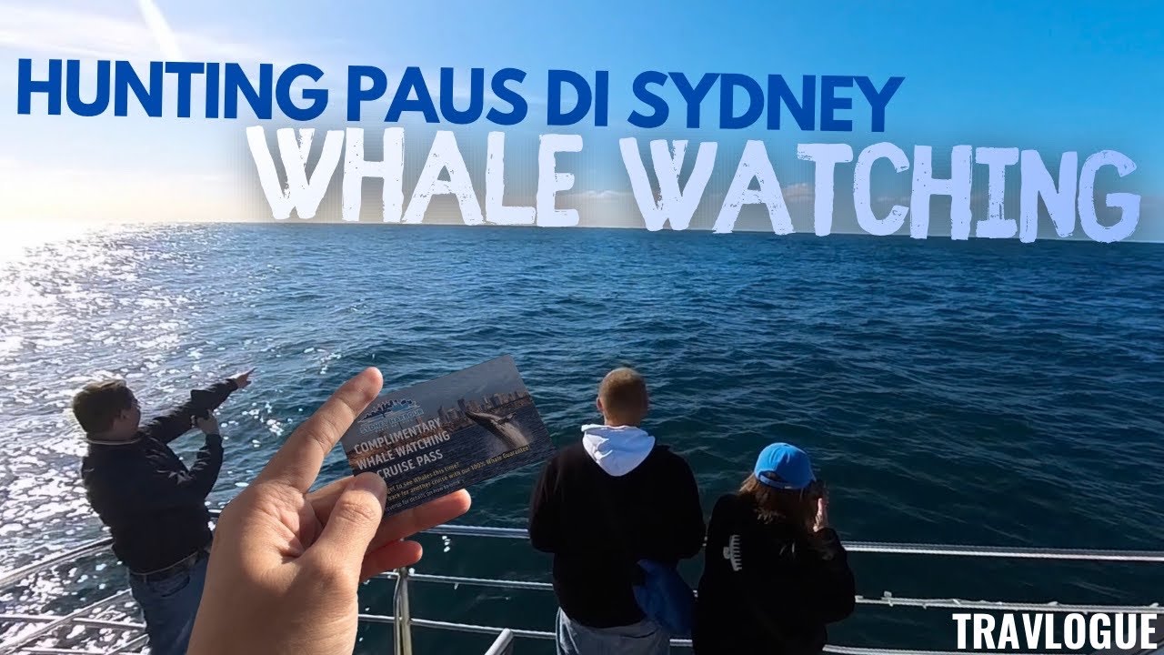 Hunting Paus - Sydney Whale Watching | TRAVLOGUE
