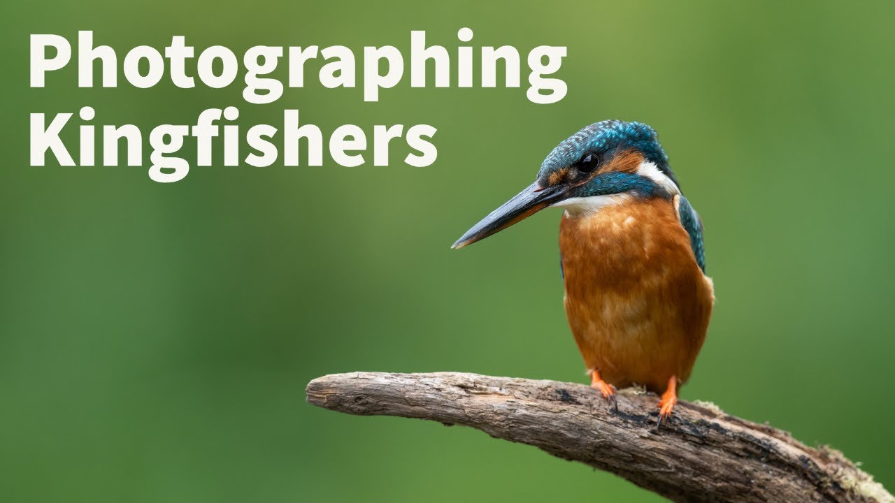 Photographing Kingfishers | Visiting a hide for Wildlife and Bird Photography