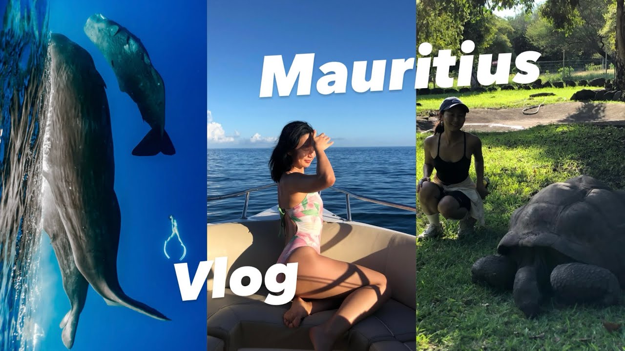 모리셔스 브이로그, 동물원, 고래랑 프리다이빙 Mauritius vlog