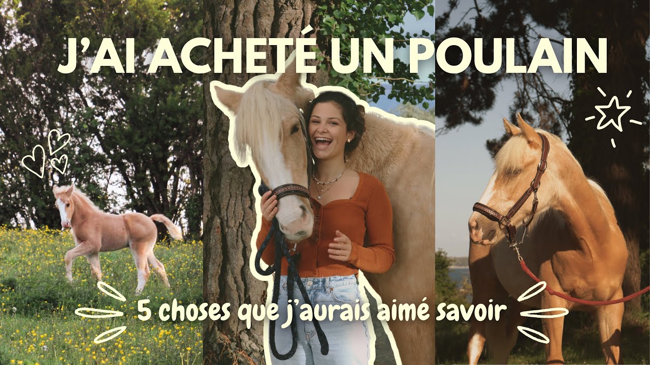 J’AI ACHETÉ UN POULAIN : ce que j’aurais aimé savoir 💡