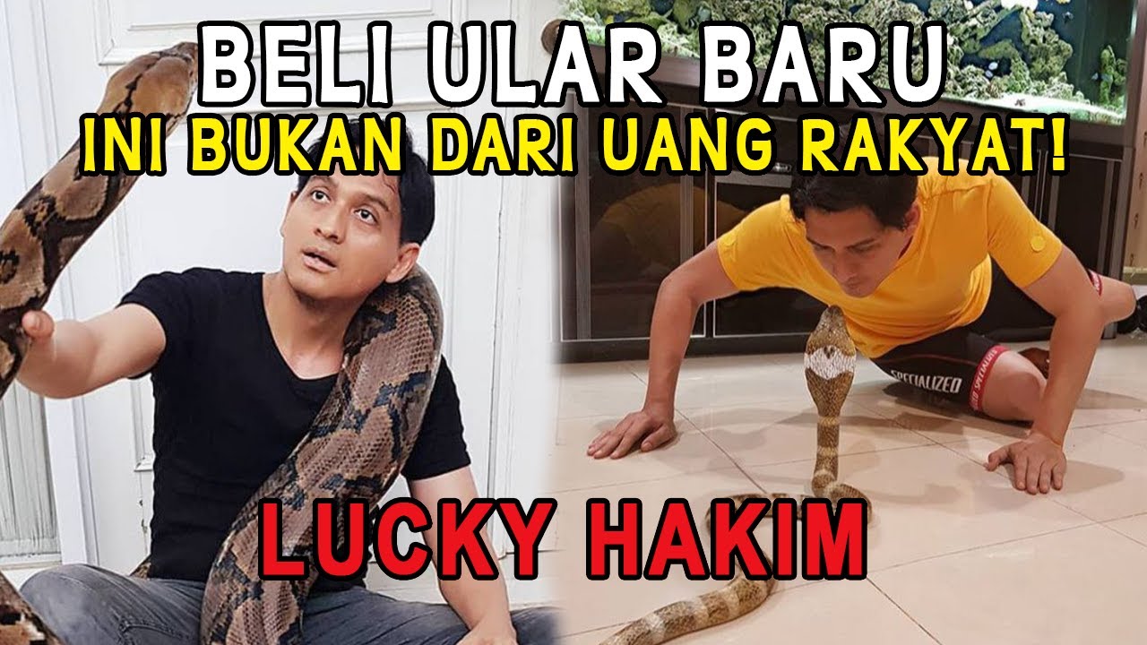 Mundur Jadi Pejabat, Lucky Hakim Tambah Koleksi Ular Peliharaan