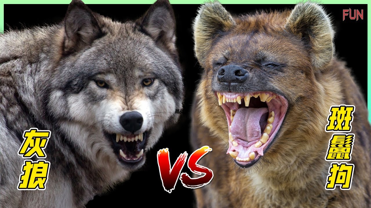 灰狼 VS 斑鬣狗 誰更厲害？| 全面的對比，王者對決 | 誰會贏得這場戰鬥？