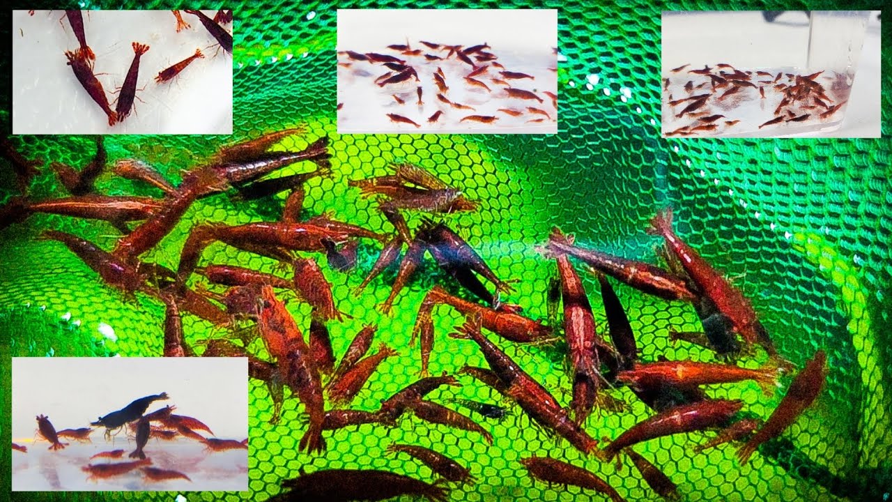 Bloody Mary Shrimp Night - Harvesting Bloody Mary Shrimp From My Shrimp Pond
