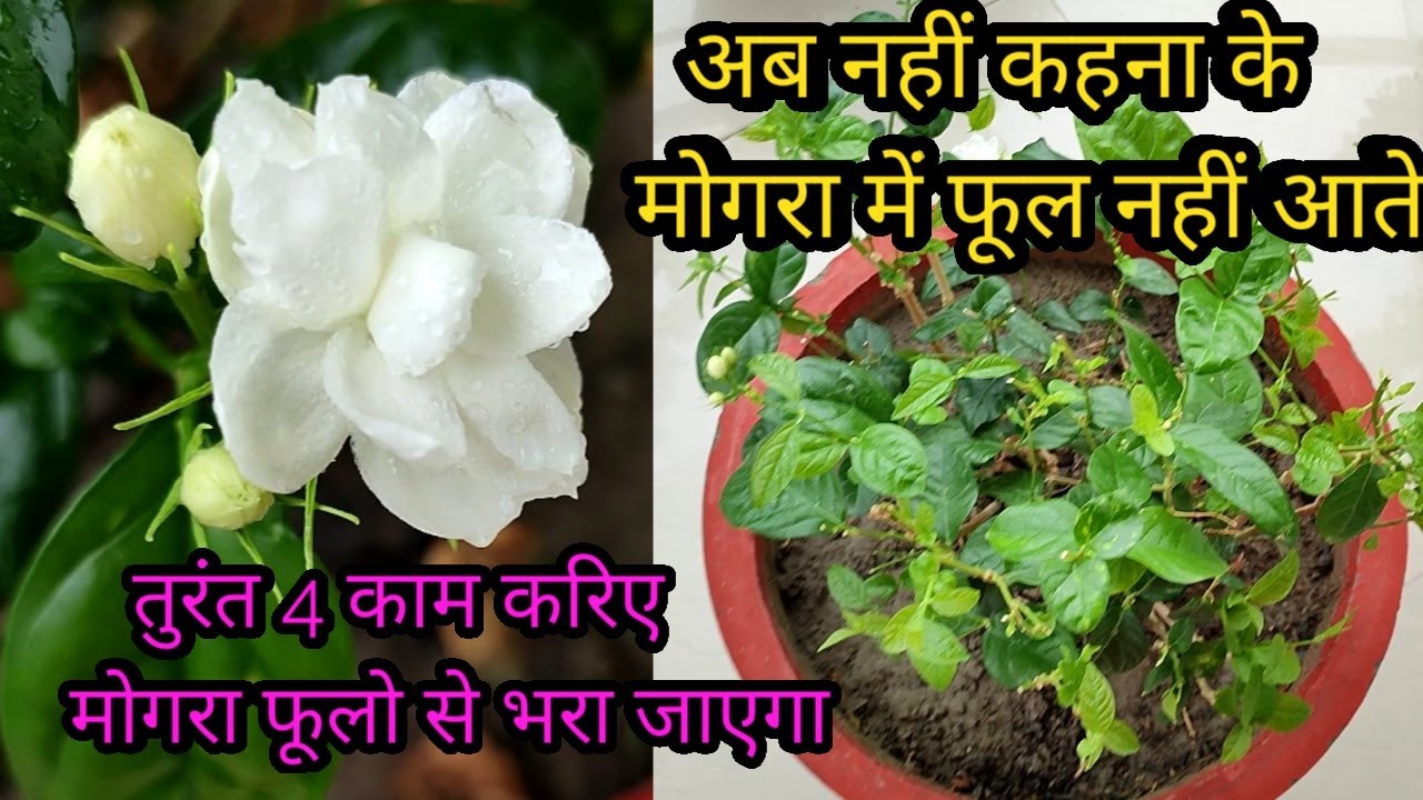 Mogra plant not flowering/4 important tips for mogra plant /mogra plant care