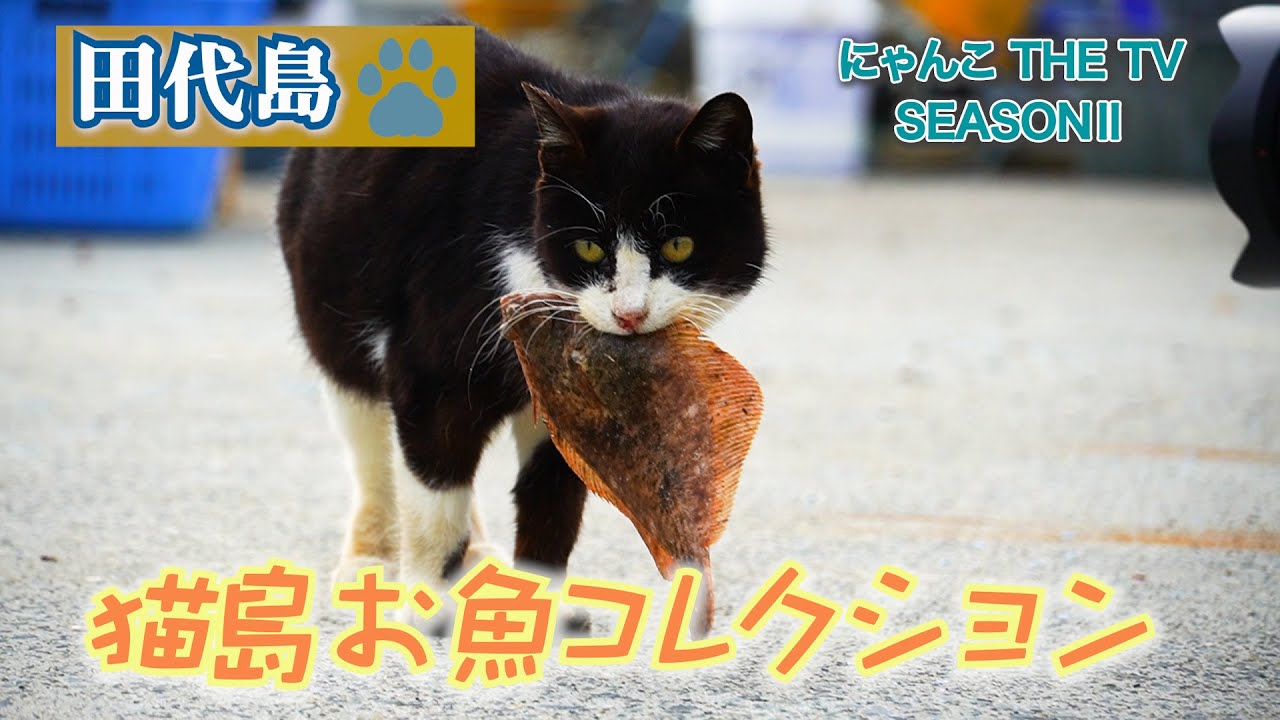 田代島お魚コレクション🐟