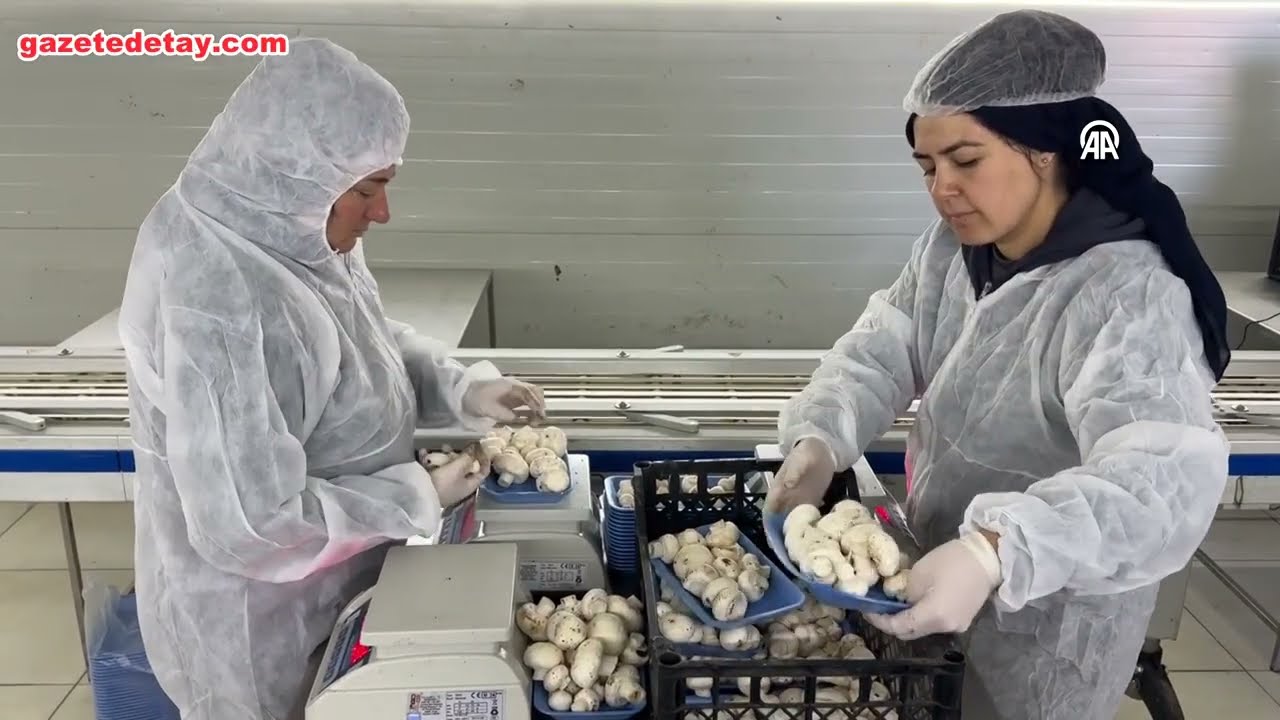 Öğretmenliği bıraktı, günde 2 ton mantar üretimiyle tarımda başarı hikâyesi yazdı