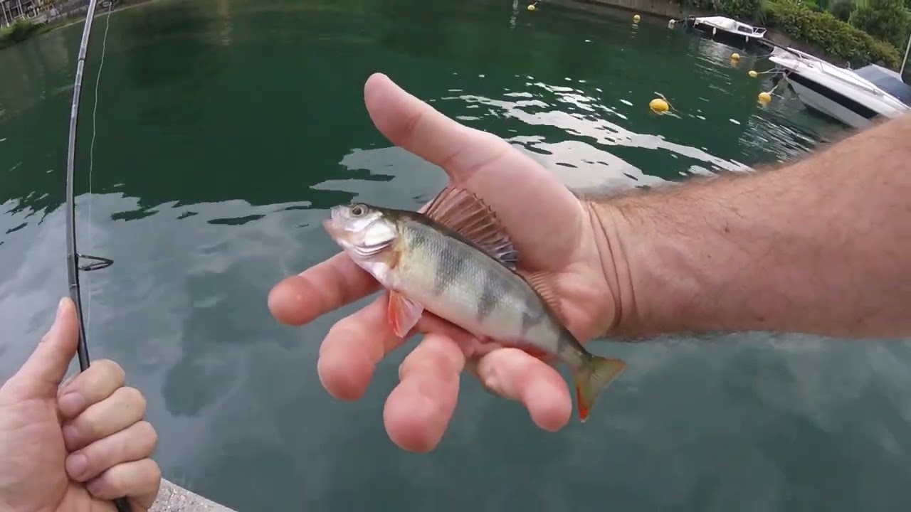 Persici Reali a Metal Jig sul lago d'Iseo - prime prove con questa tecnica + il MOSTRO del LAGO =D