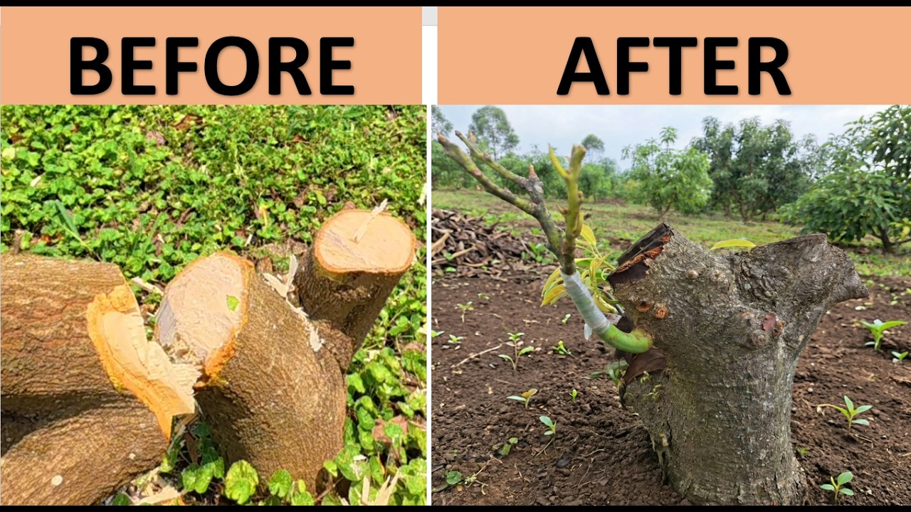 Grafted stems with Hass Avocado