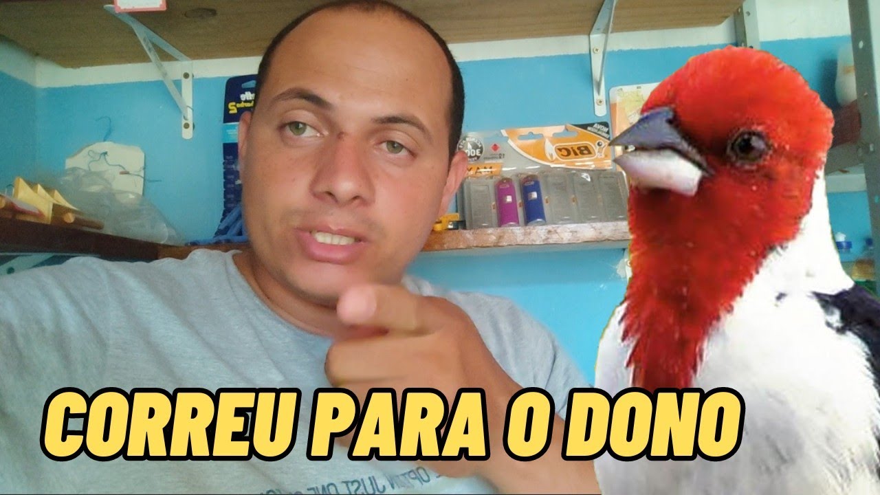 Galo de campina cismado com o dono o que fazer?