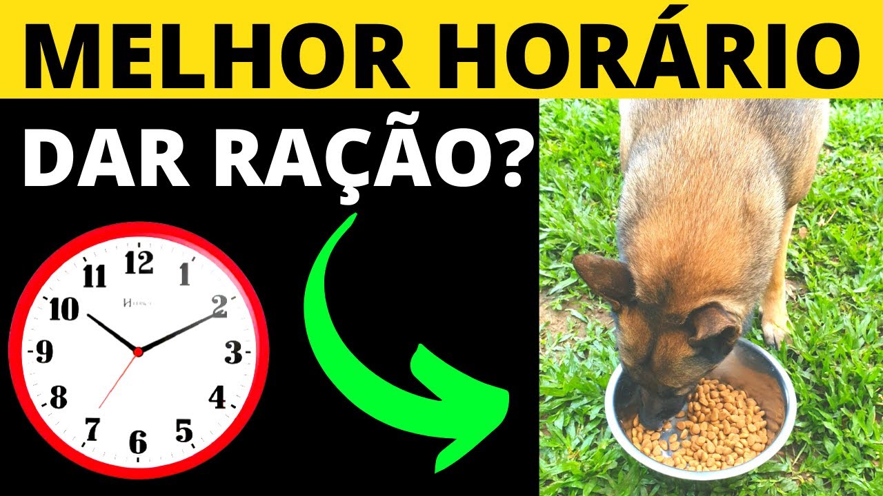 QUAL MELHOR HORÁRIO PARA DAR RAÇÃO PARA CACHORRO? ✅Incrível funciona!