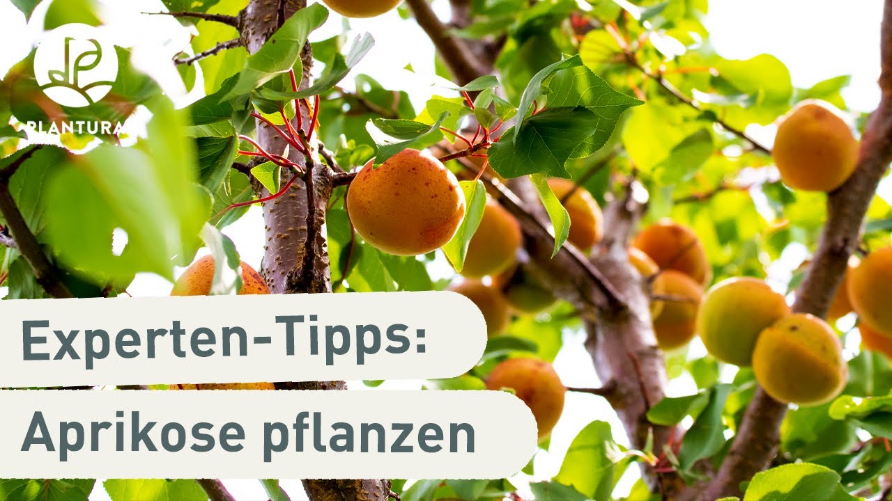 Aprikosenbaum pflanzen: So klappt&rsquo;s (Anleitung)