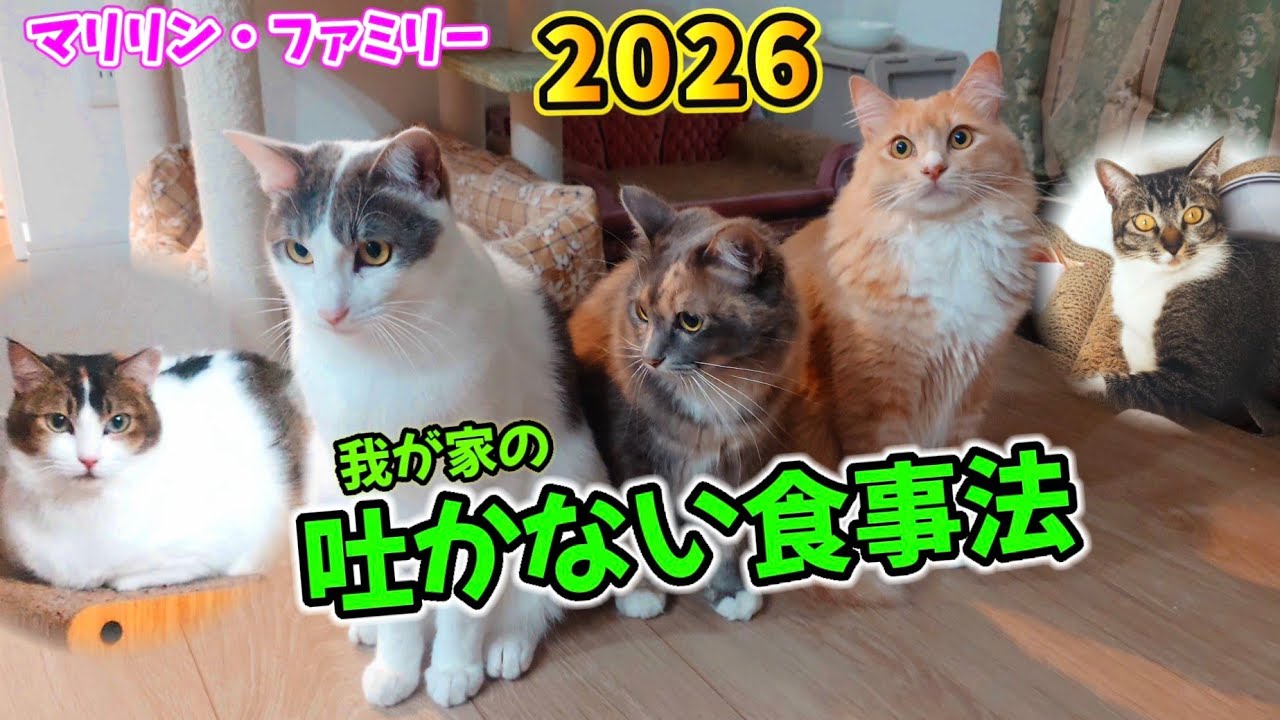 2026 我が家の 猫が吐かない!?食事法🐱  秘訣は低炭水化物の〇〇〇〇食??