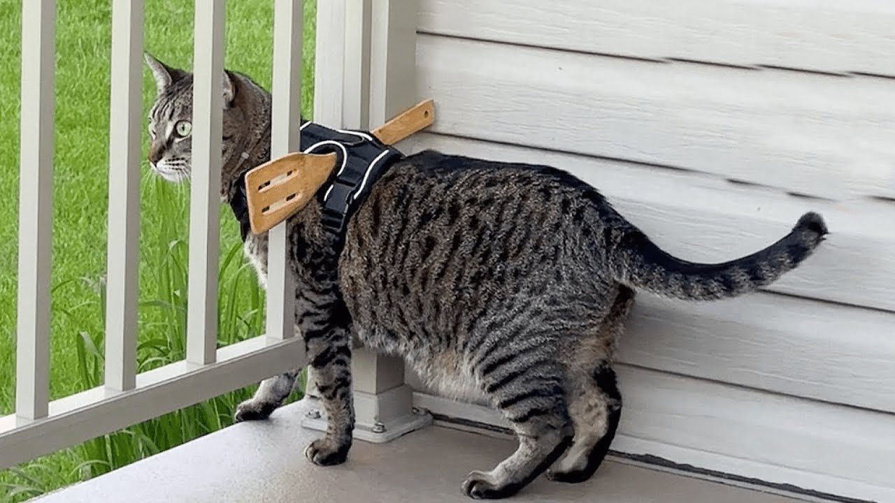 Hilarious Animal Moments Make You Laugh #61