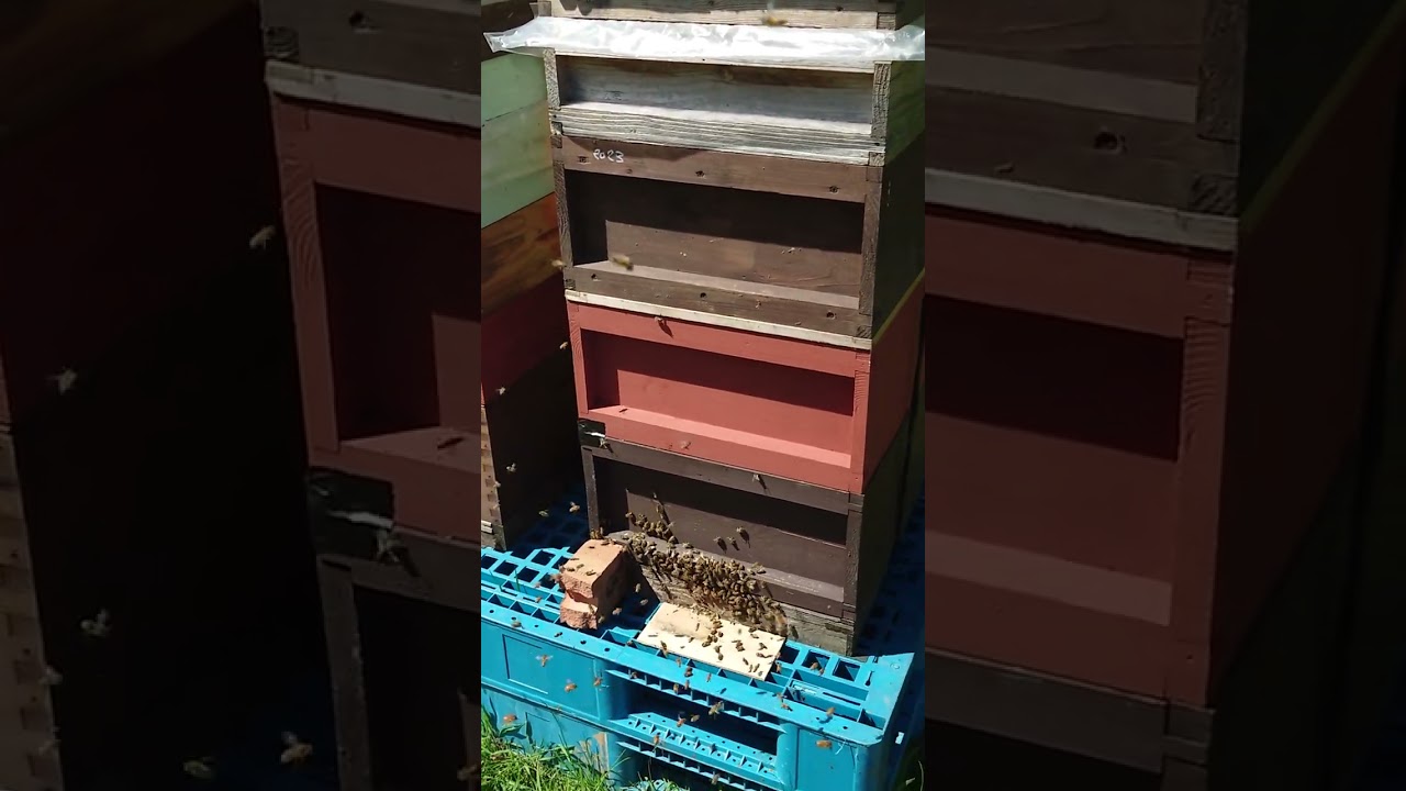 Beekeeping Inspection at the end of April on OSR #viral #honeybees #viralvideo #bee #viralreels
