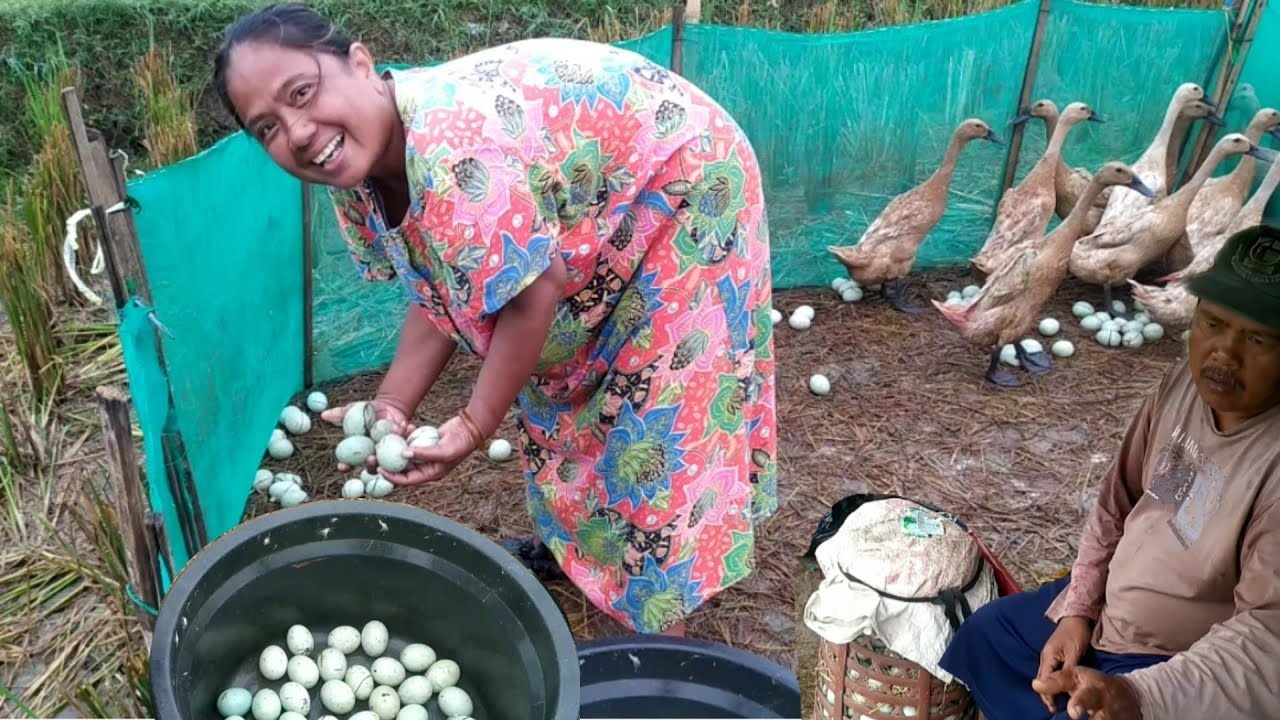 Panen Telur Bebek | Omset Satu Hari 1,7 Juta! #angonbebek #panentelur #duck #harvest #egg #viral