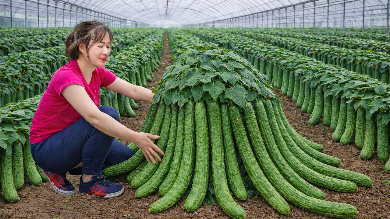 Harvesting Giant Greenhouse Cucumbers To Sell | Record-Breaking Crop Ready for Market