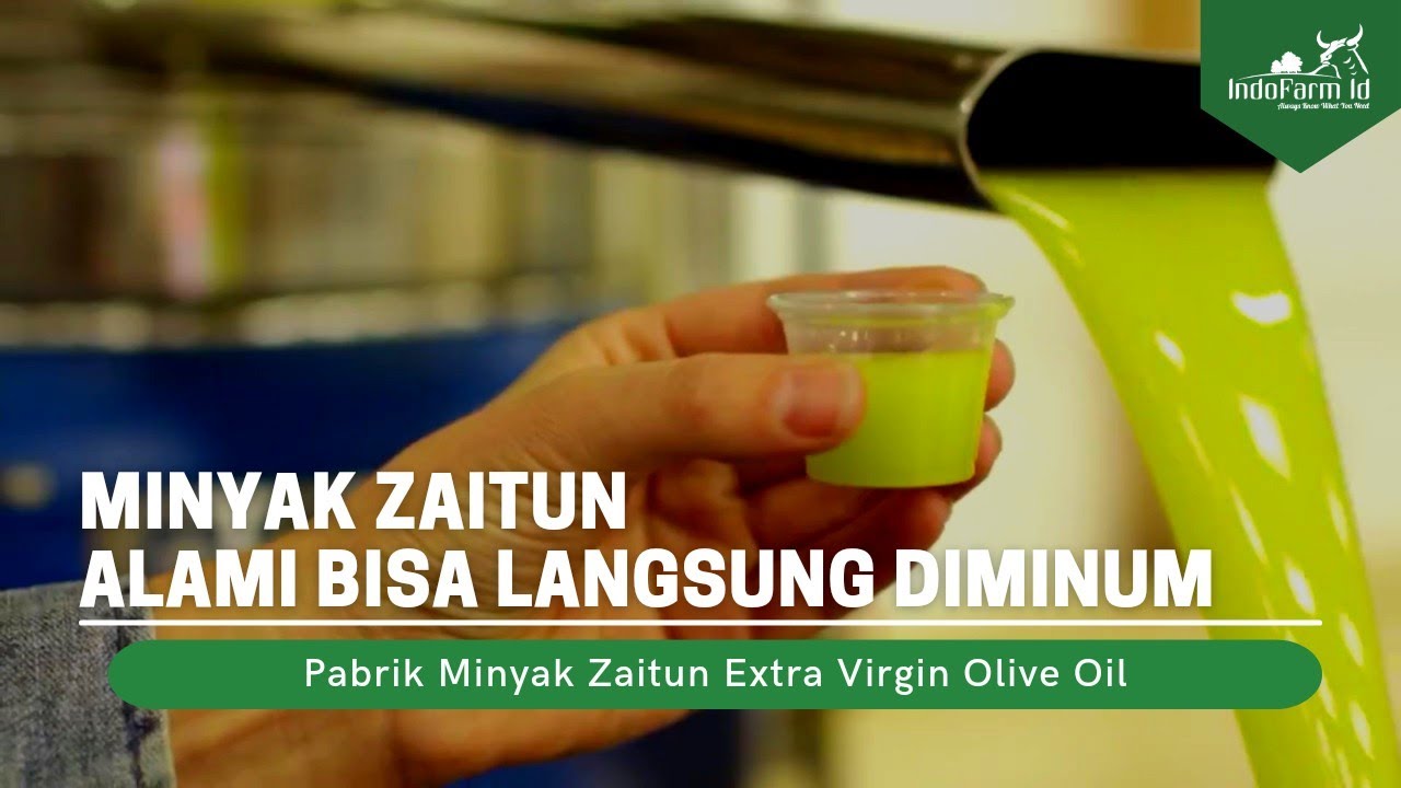 MINYAK ZAITUN PALING MAHAL!!! Ternyata Begini Proses Pembuatan Minyak Zaitun di Pabrik