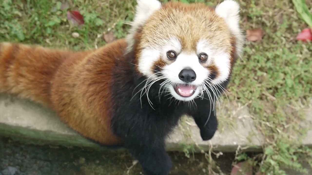 When Red Pandas are looking for you