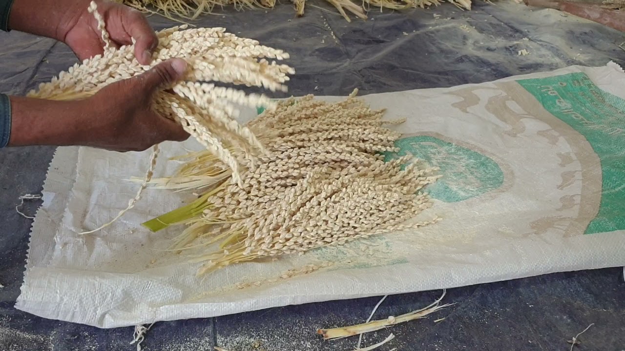 الطريقة الصحيحة للحفاظ علي حيوية حبوب لقاح النخيل بعد القص Preserving palm pollen