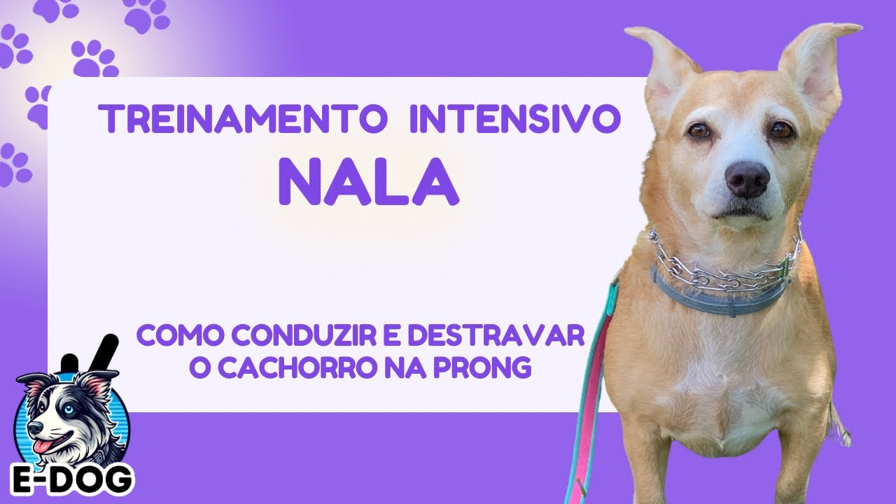 Como conduzir e destravar o cachorro na prong - Dia 01 - Treinamento Intensivo Nala