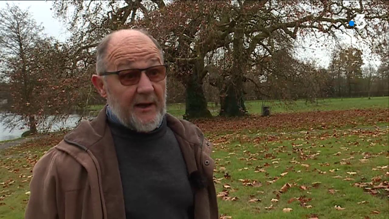 Le platane de Missillac concourt pour le prix du plus bel arbre de France