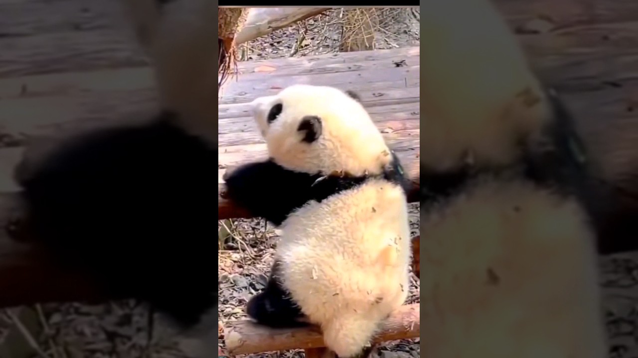 Baby Panda Huahua Part 2 