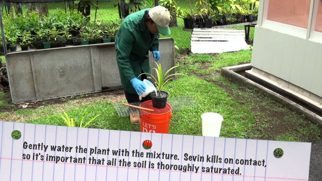 Treating Potted Plants for Little Fire Ants