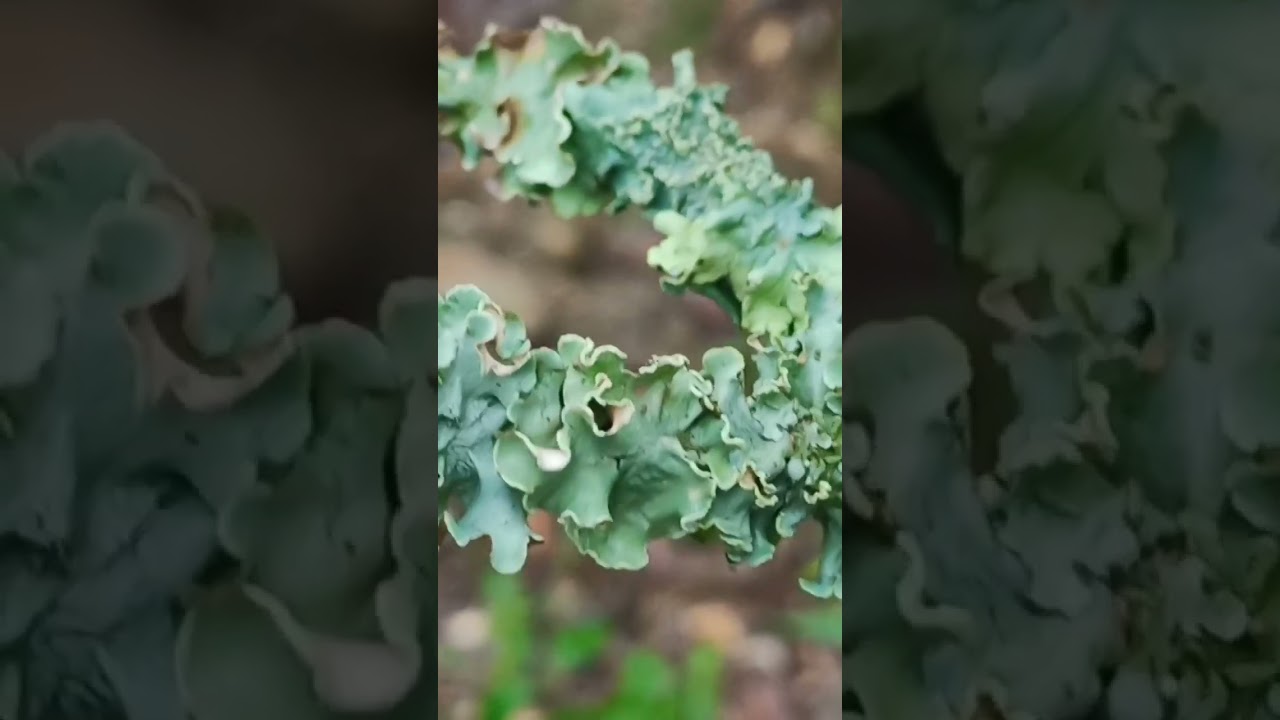 #lichens #symbiotic # Foliage and Fruticose