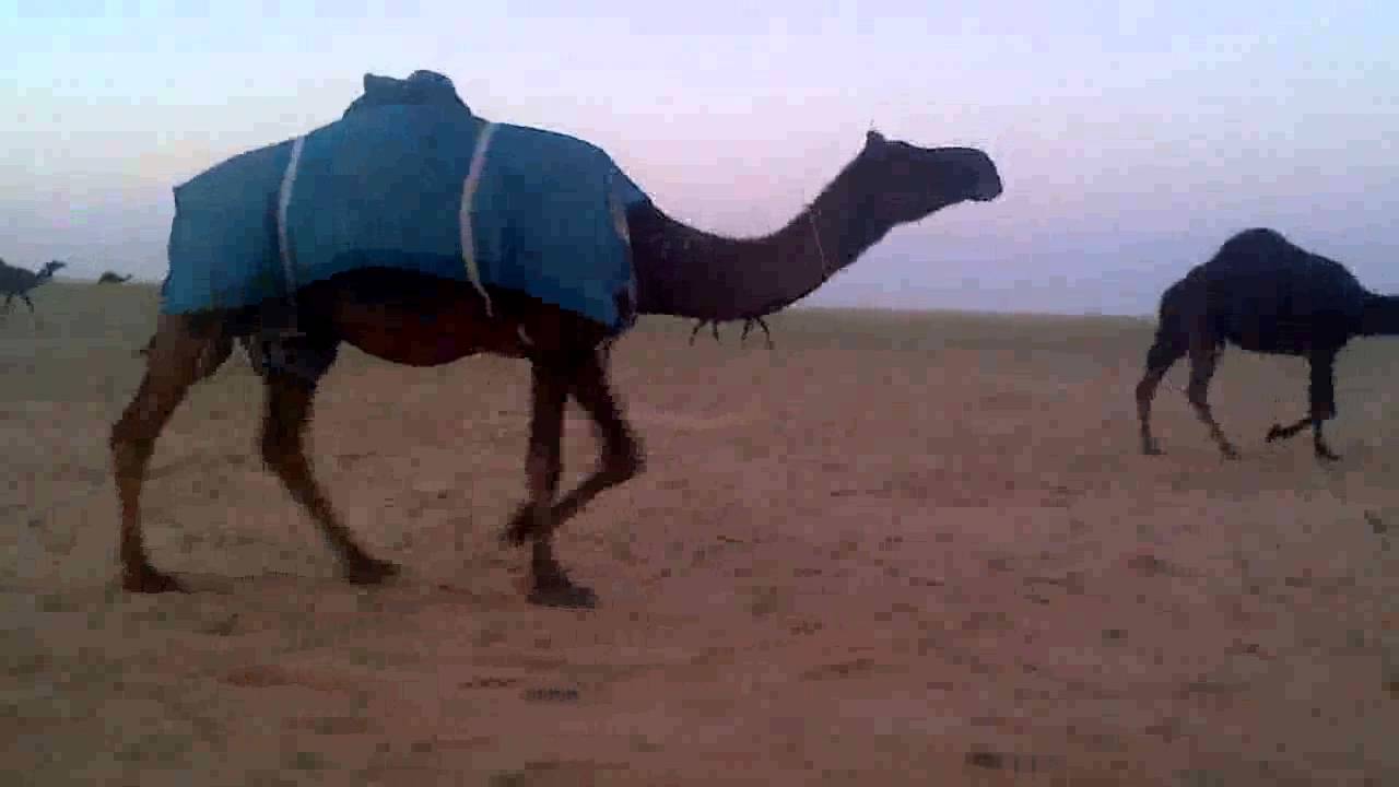 مشعوفه ''