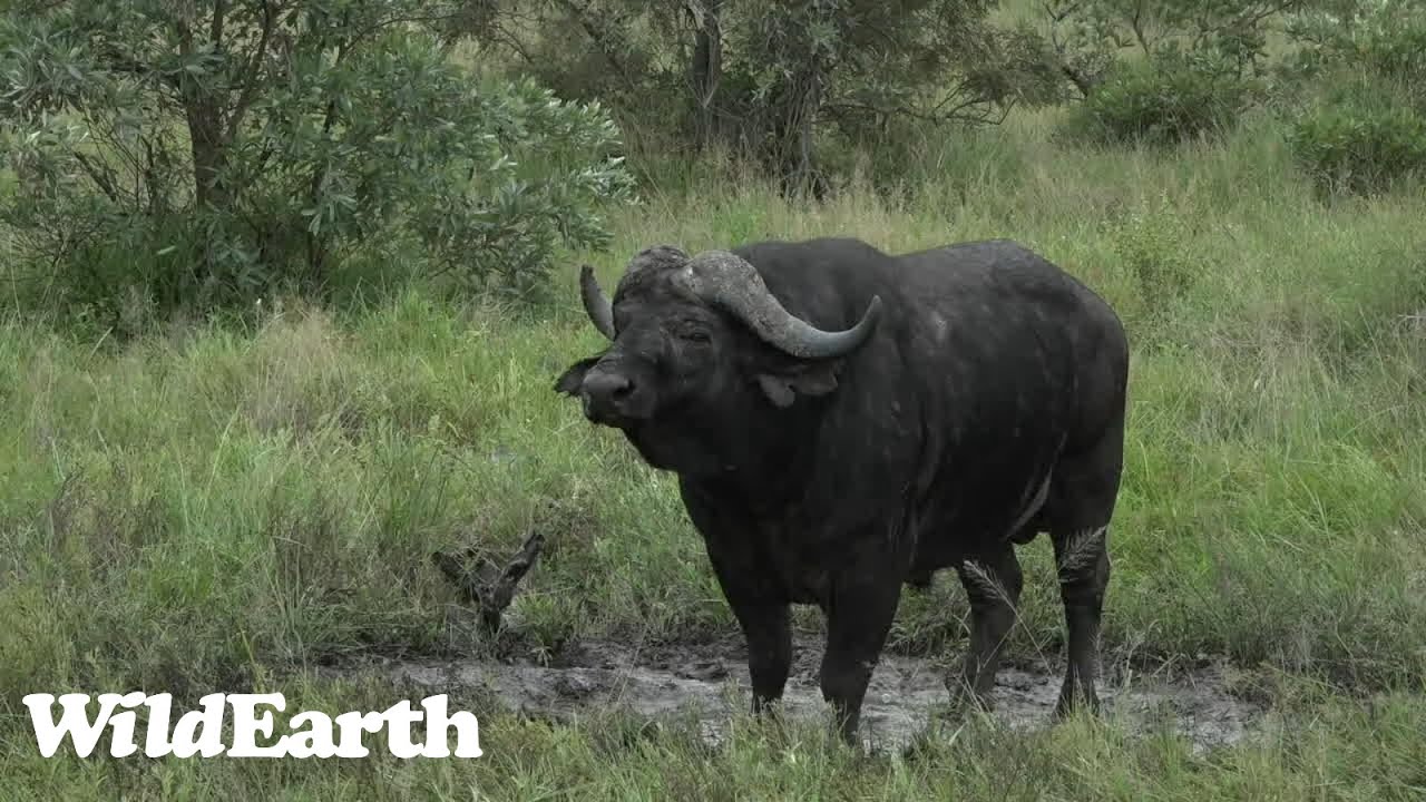 A buffalo sure does enjoy a mud wallow