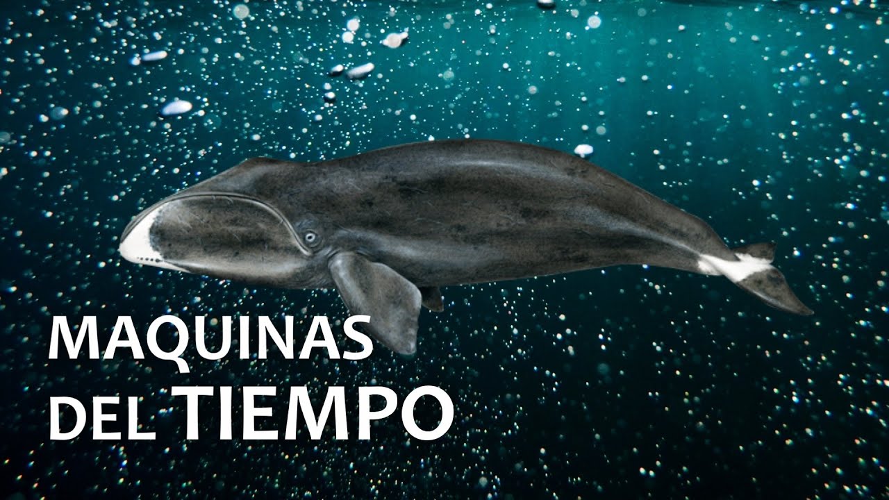 Por Qu&eacute; las Ballenas Boreales son M&aacute;quinas del Tiempo | Biolog&iacute;a
