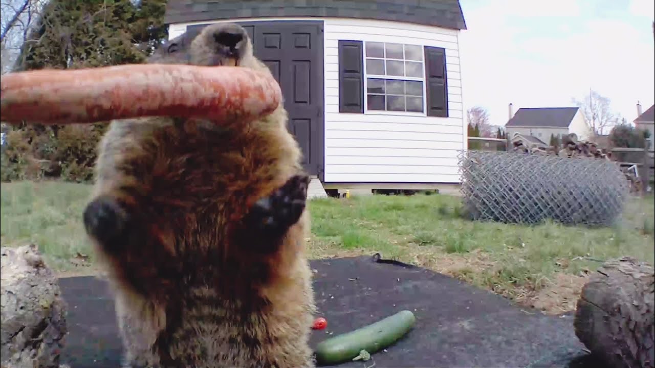 Chill Master Chunk