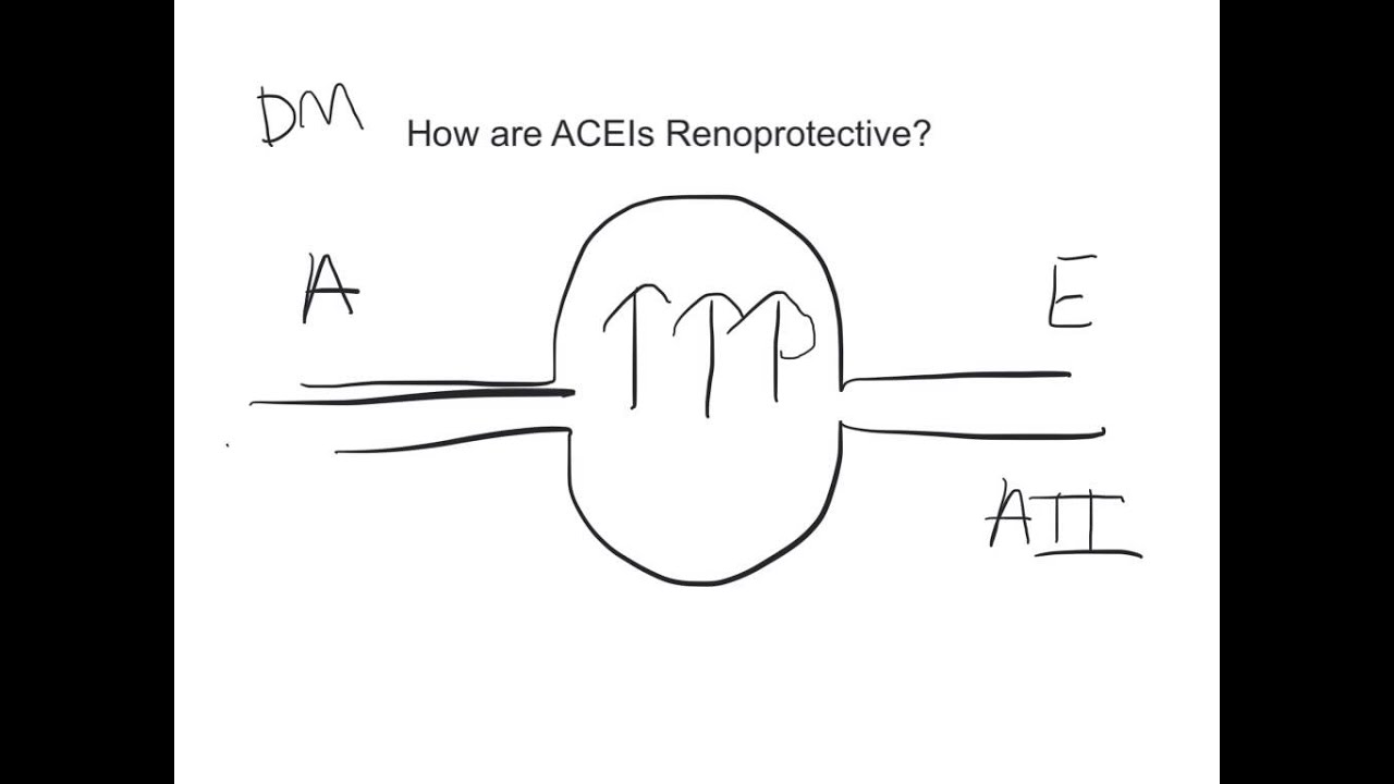 ACEI-Renoprotective