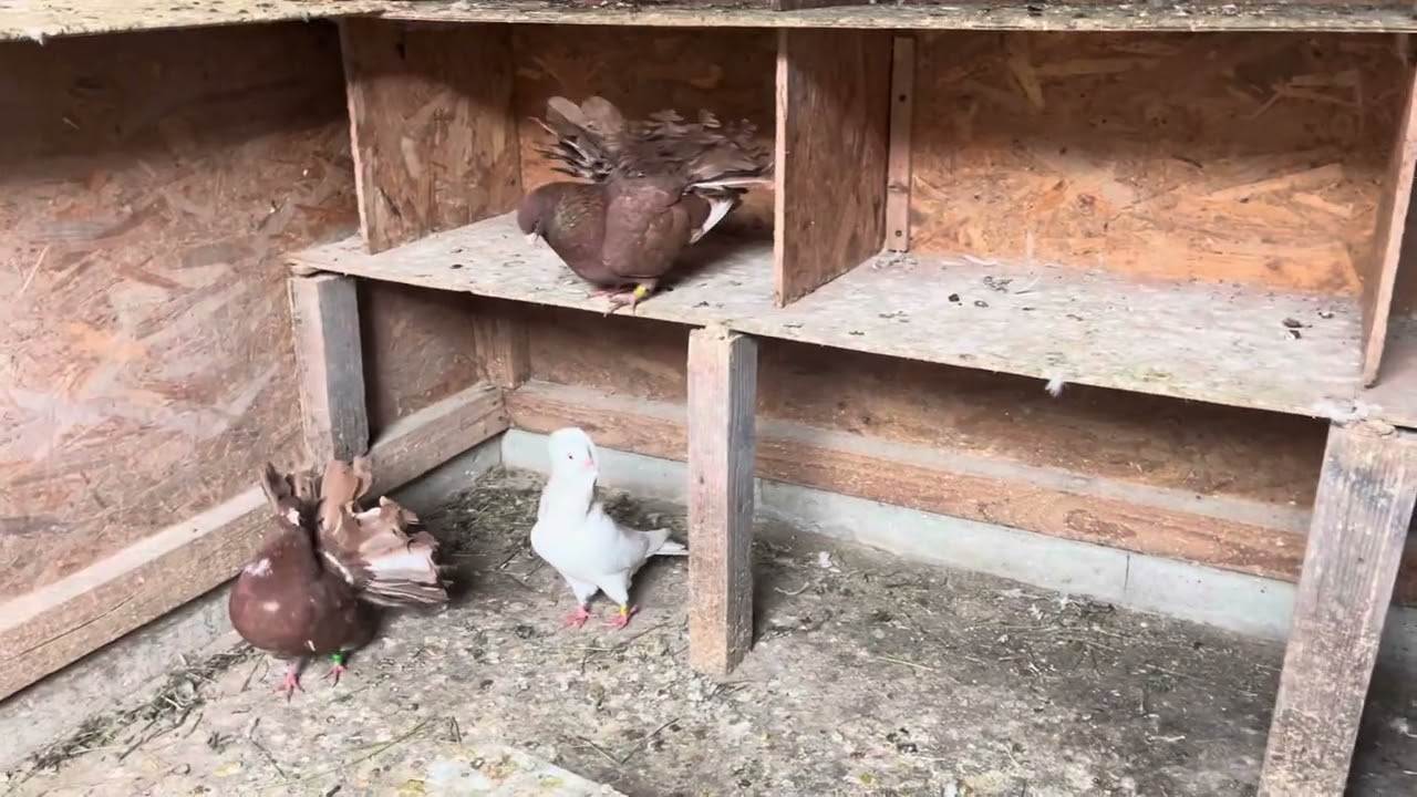 Ce mai am pe la porumbei