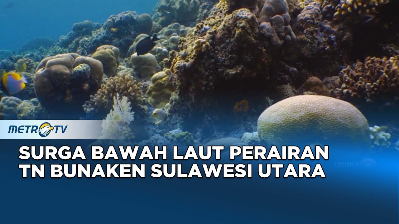Surga Bawah Laut Perairan TN Bunaken Sulawesi Utara #journey