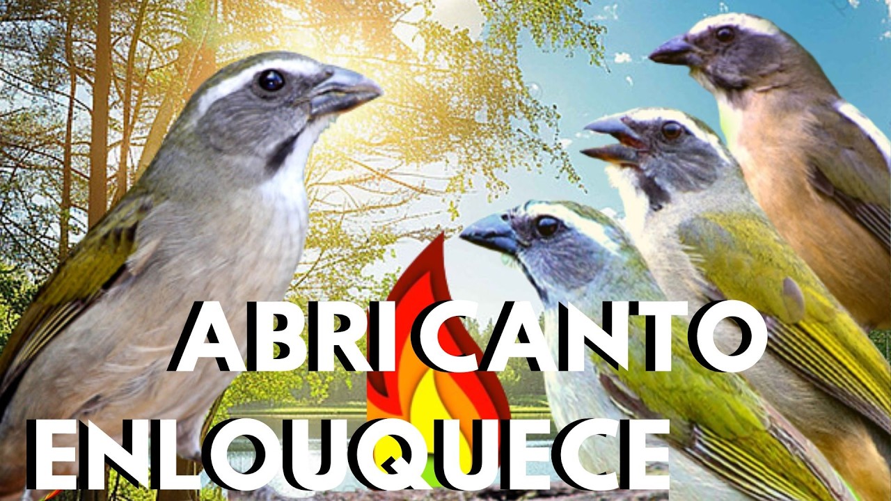DESTRAVA esse Esquentar trinca ferro Frio com Melhor trinca ferro cantando para Esquentar