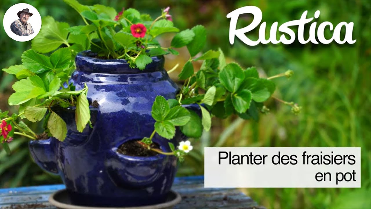 La plantation des fraisiers en pot au balcon