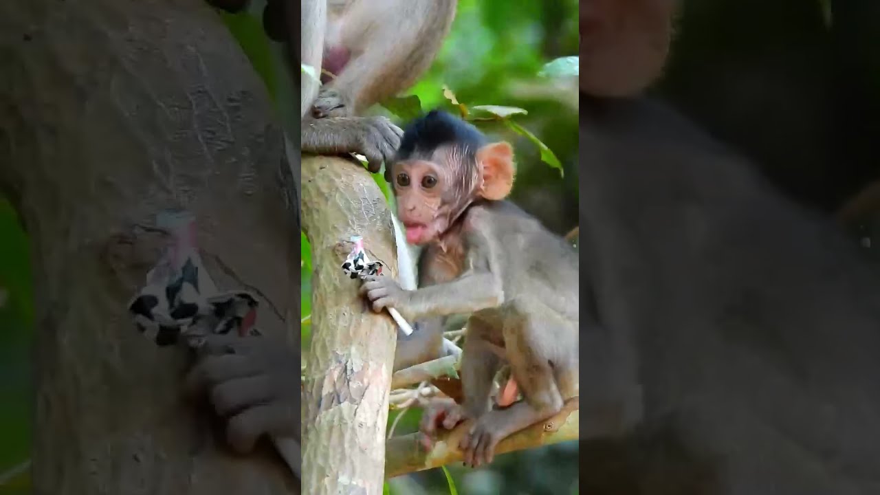 Monkey Grab In Cambodia Good All Monkeys In Khmer #447